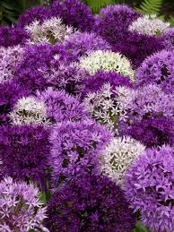 LANDSC BAG ALLIUM LARGE FLOWER MIX X 40 - Image 2