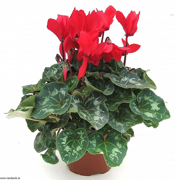 Large Cyclamen