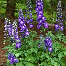 Larkspurs Delphinium (7.5 Ltr Pot)