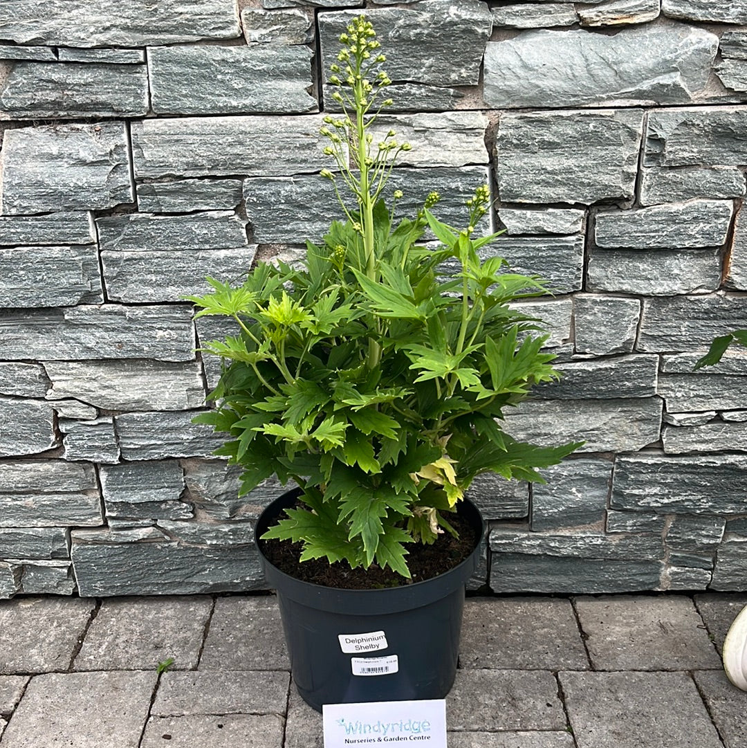Larkspurs Delphinium (7.5 Ltr Pot) - Image 2