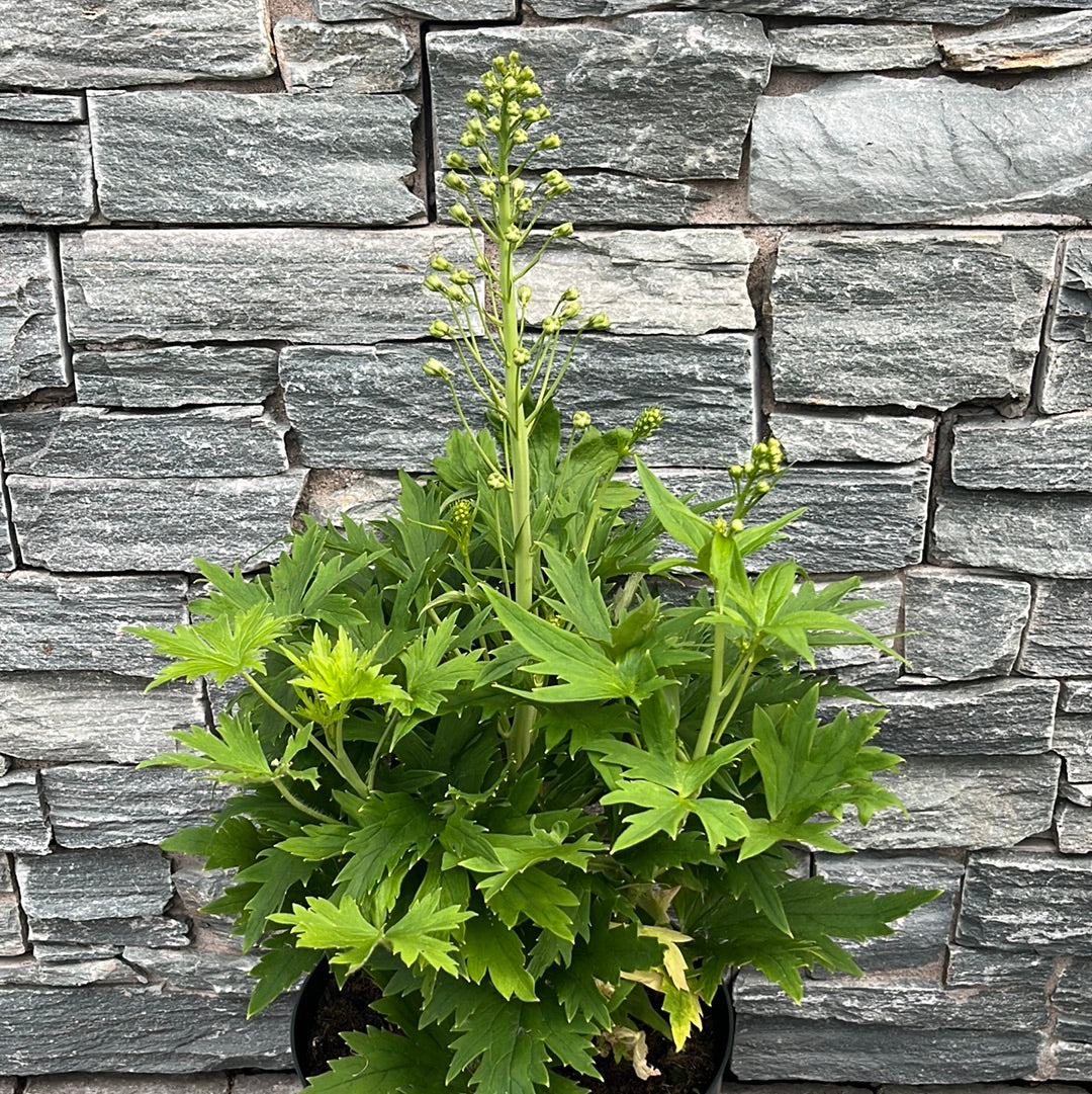 Larkspurs Delphinium (7.5 Ltr Pot) - Image 3