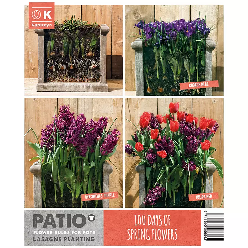 LASAGNE PLANTING RED & PURPLE x 40 - Image 2