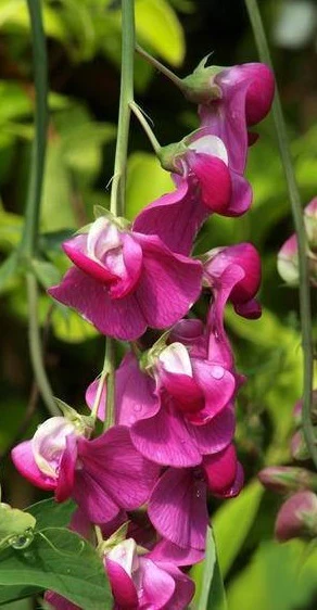 Lathyrus lat. Red Pearl