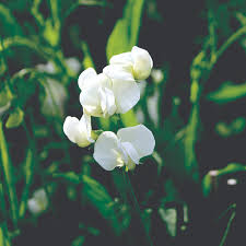 Lathyrus lat. White Pearl - Image 3