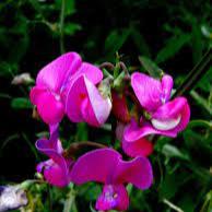 Lathyrus latifolius Red Pearl - Image 2