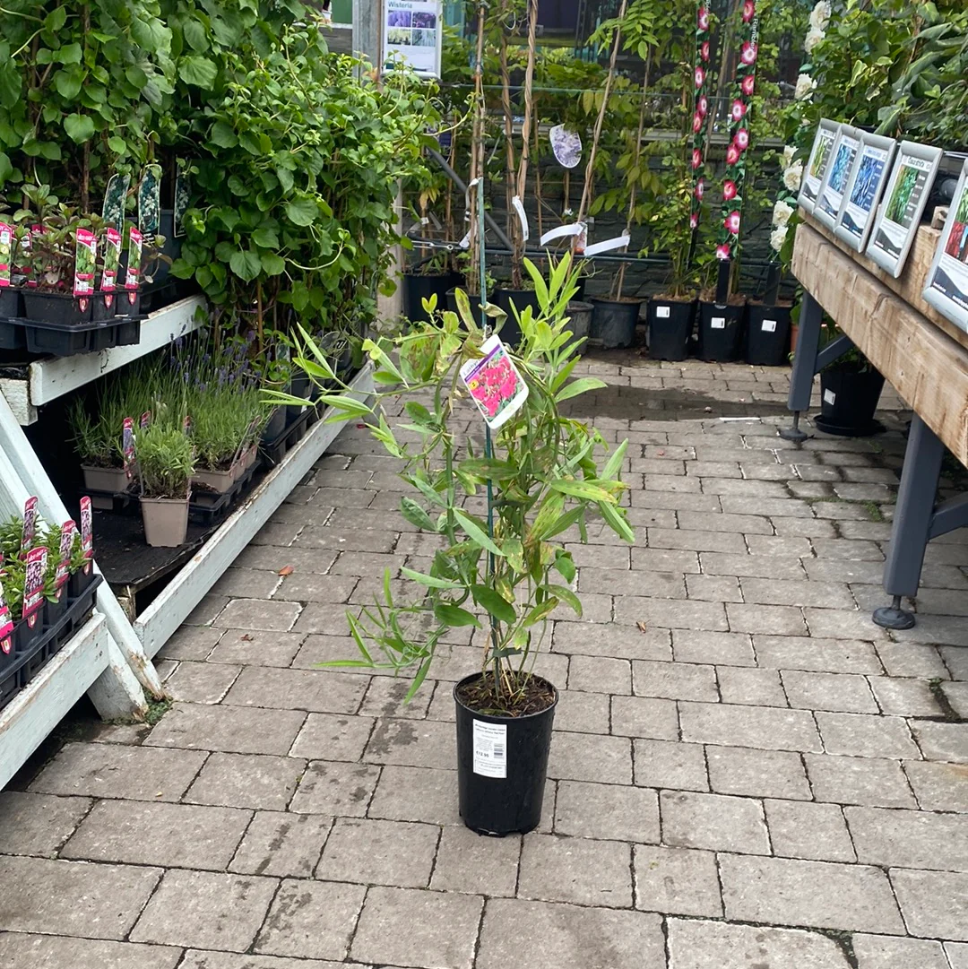 Lathyrus latifolius Red Pearl - Image 3