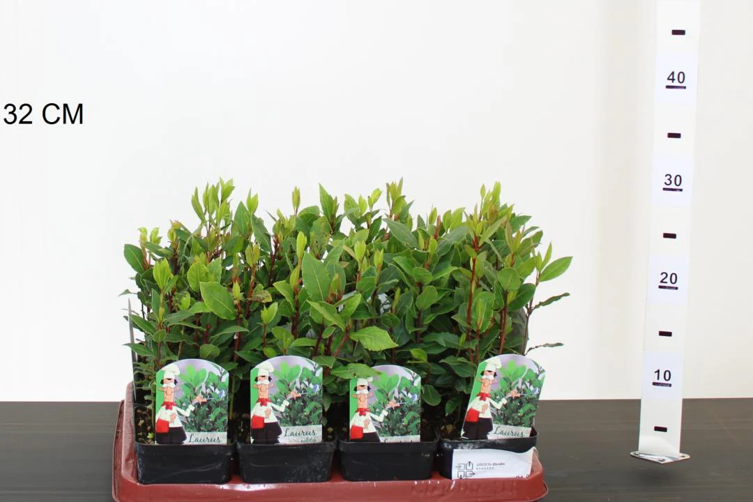 Laurus nobilis - Image 2