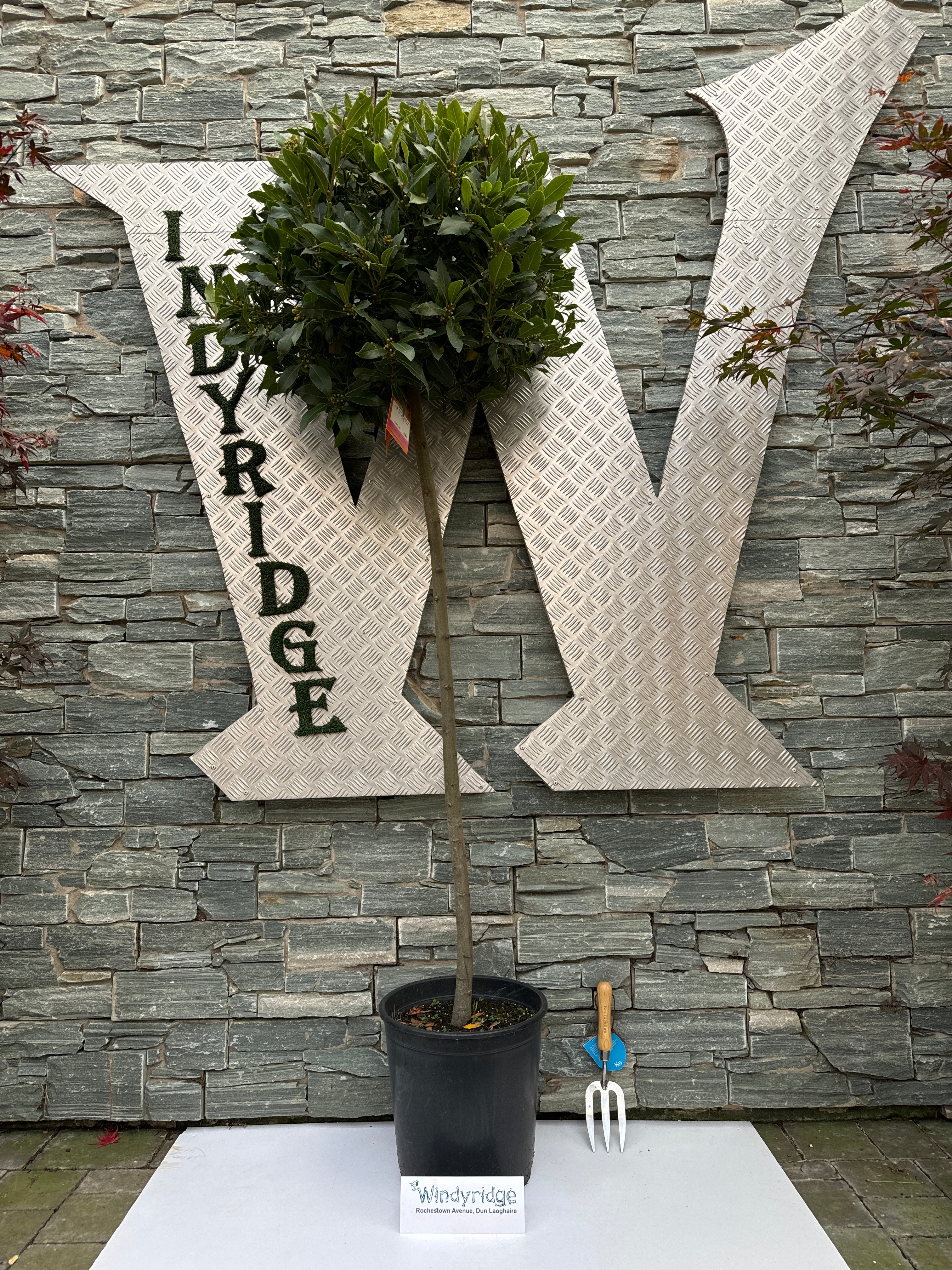 Bay Standard 5/4 STEM 65/70 P 30 - Image 2