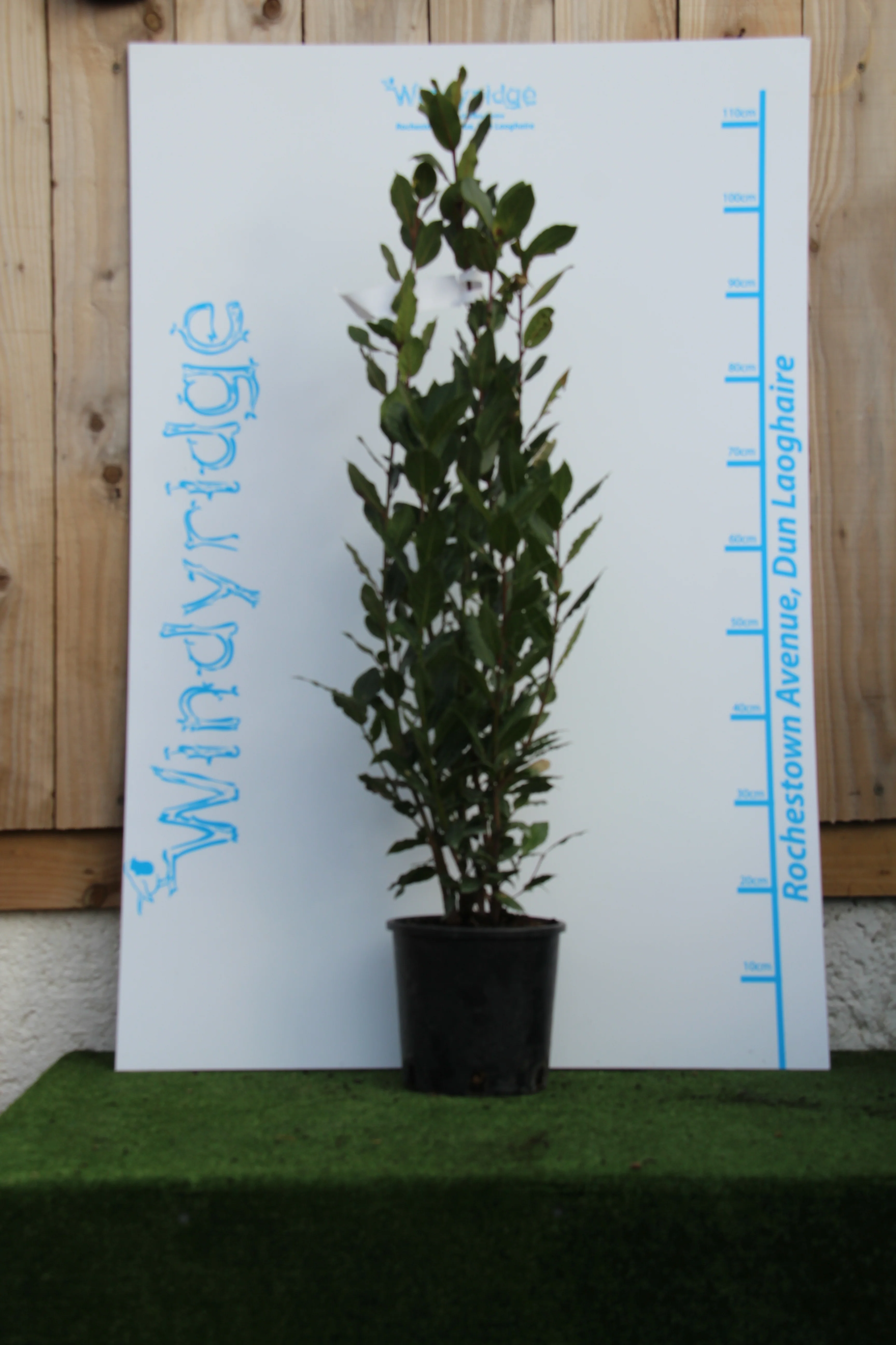 LAURUS NOBILIS CLT 03 H 60 - 80 CM - Image 4