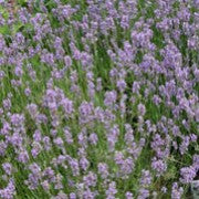 LAVANDULA an. Munstead
