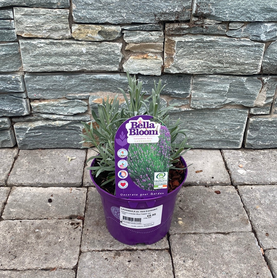 LAVANDULA an. Vera - Image 3