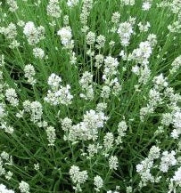 LAVANDULA ang. Artic Snow
