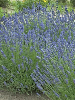 Lavandula ang. Essence Purple