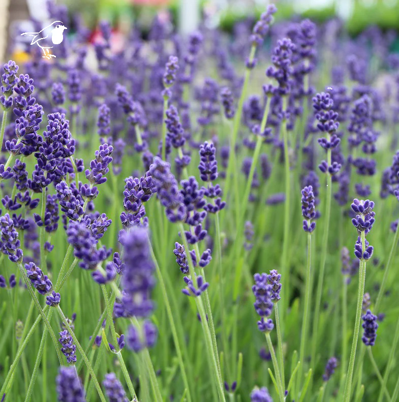 Lavandula ang. Hidcote  2L blue pot