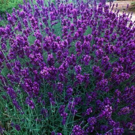 Lavandula ang. 'Hidcote' - Image 2