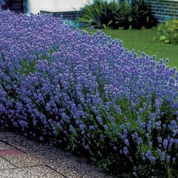 Lavandula ang. Munstead