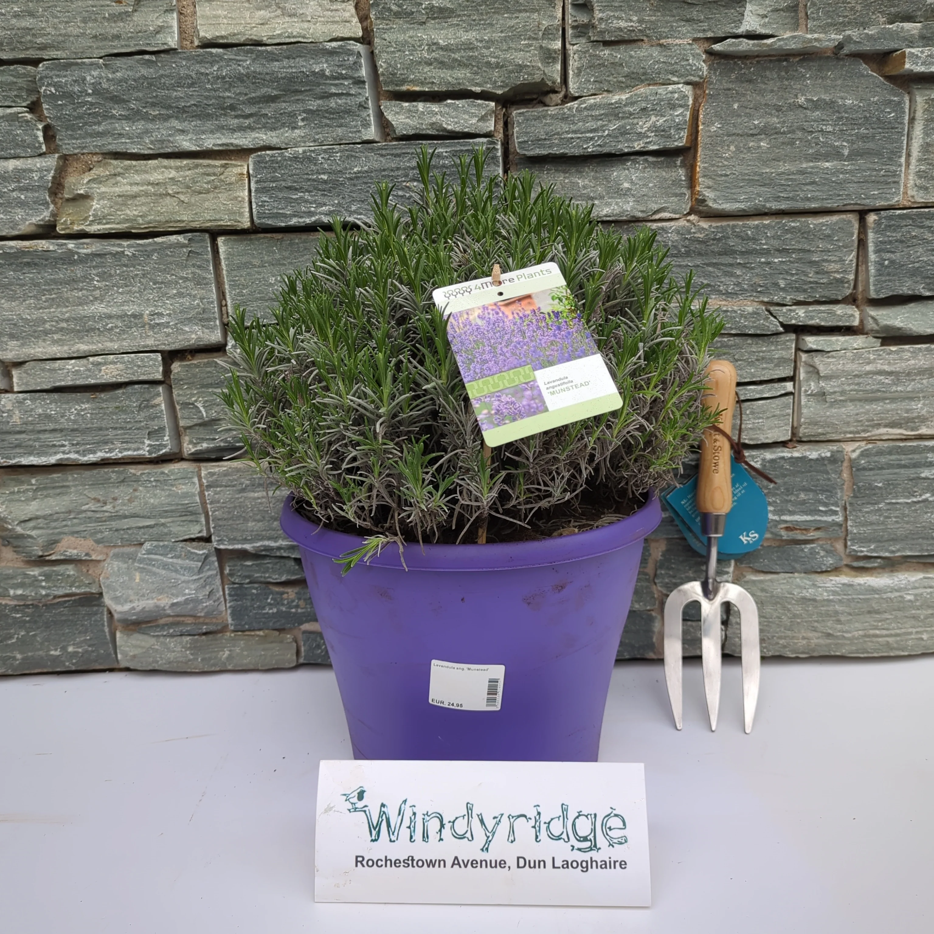 Lavandula ang. 'Munstead' 30-35 cm.