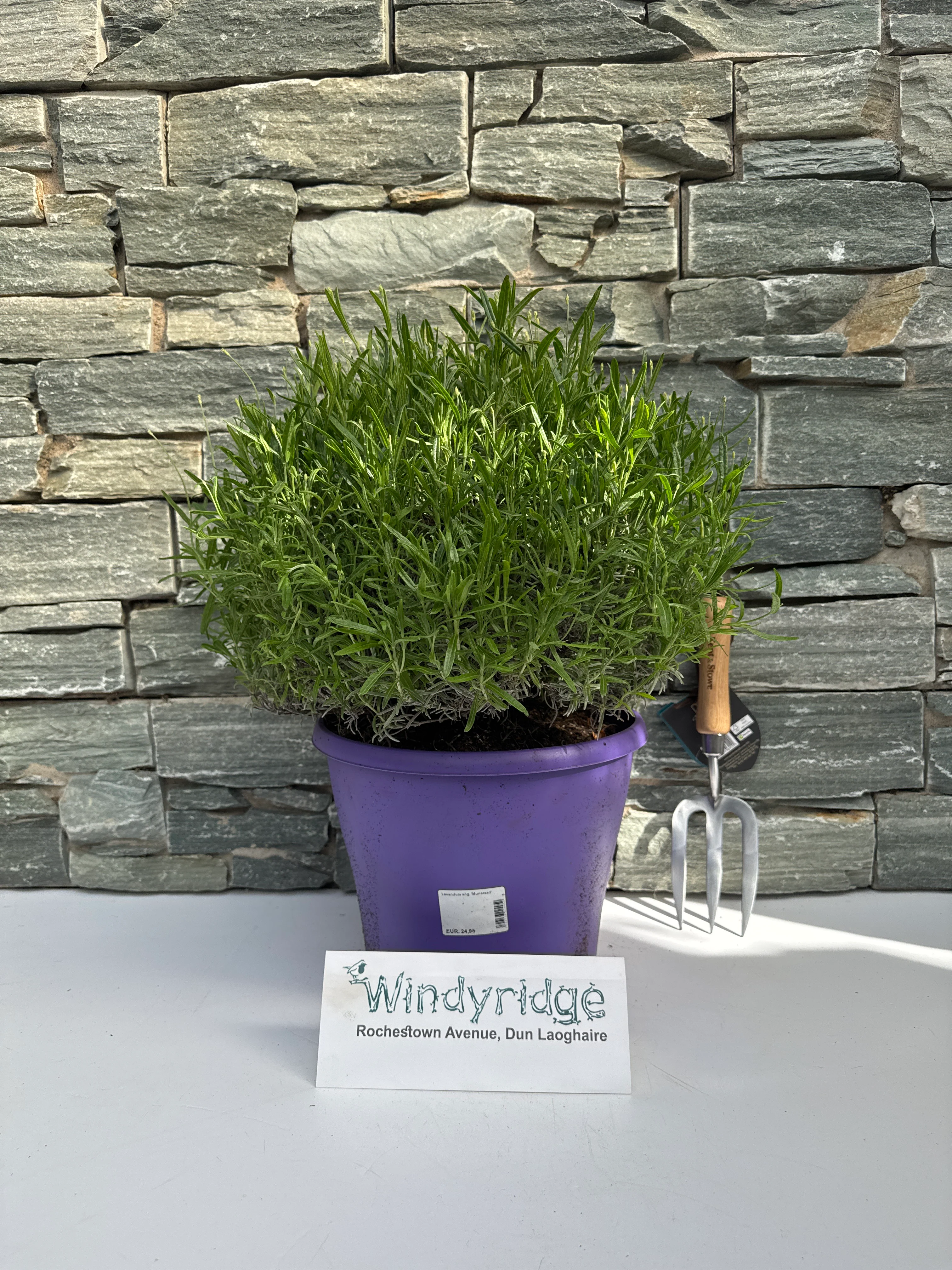 Lavandula ang. 'Munstead' 30-35 cm. - Image 3