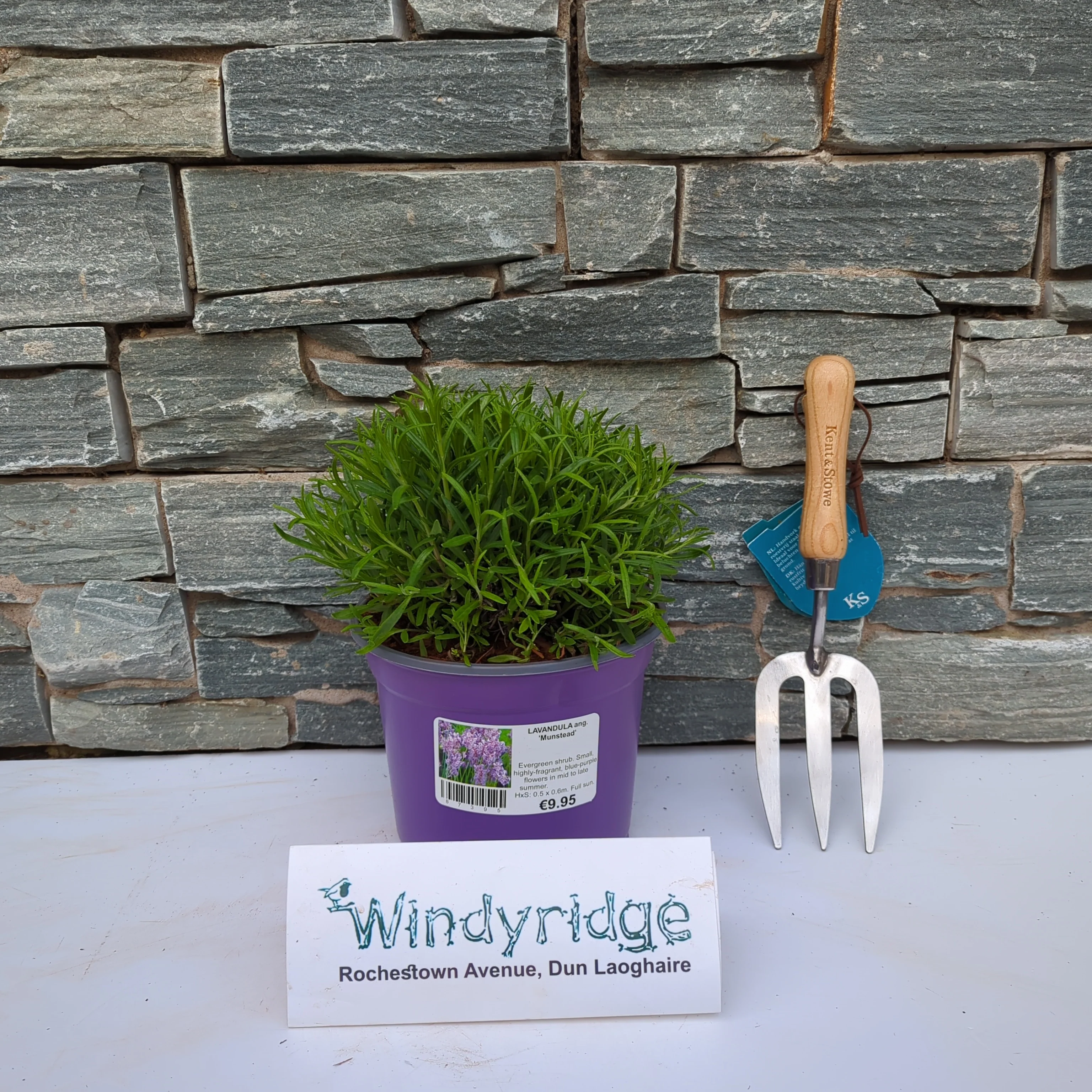 LAVANDULA ang. Munstead 3Ltr Pot