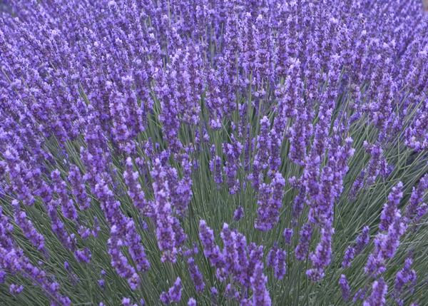 LAVANDULA ang. Munstead 3Ltr Pot - Image 3