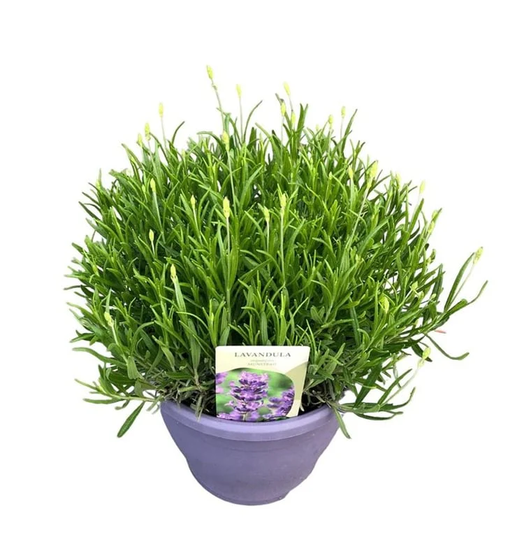 Lavandula ang. Munstead C5, colour pot