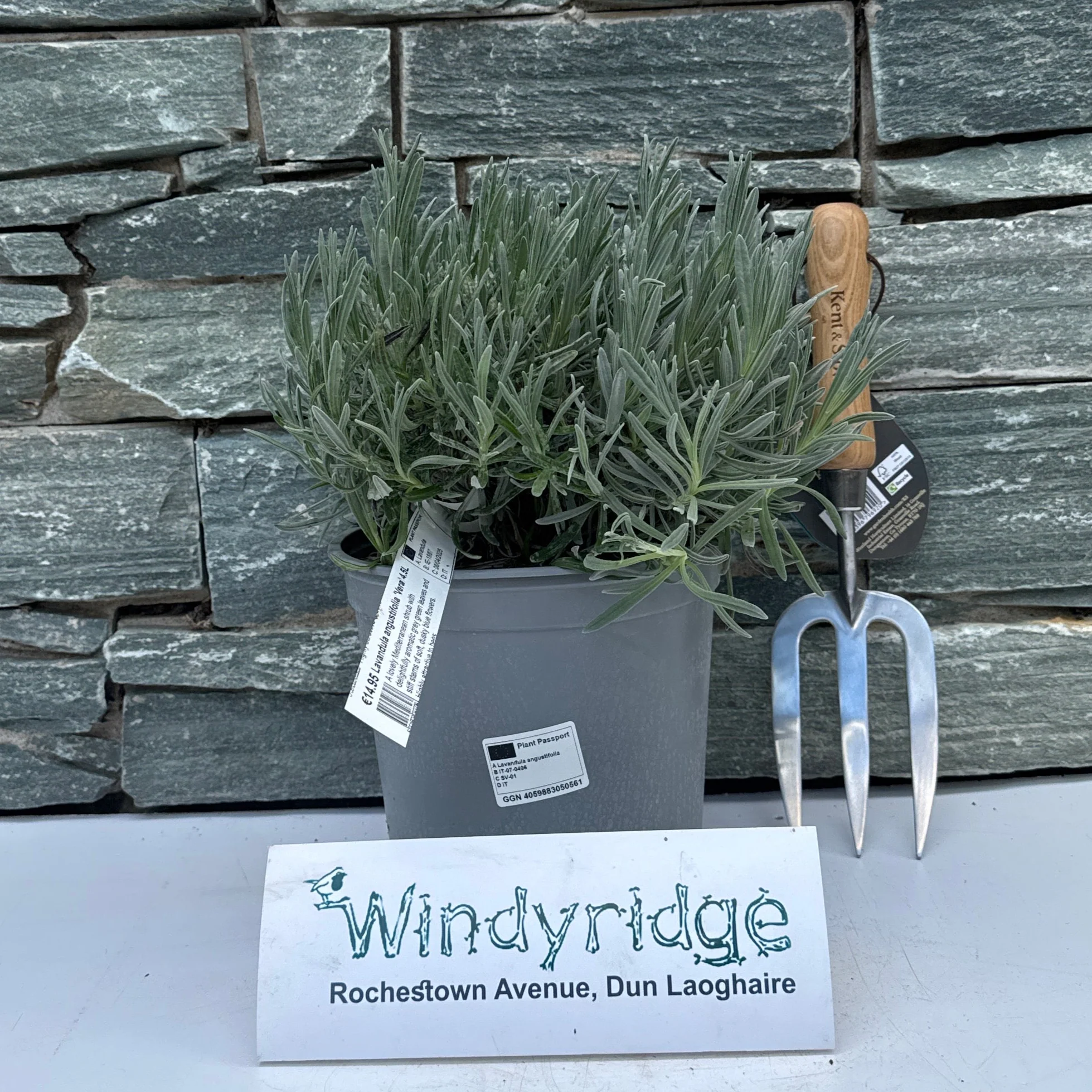 LAVANDULA ang. VERA - Image 2
