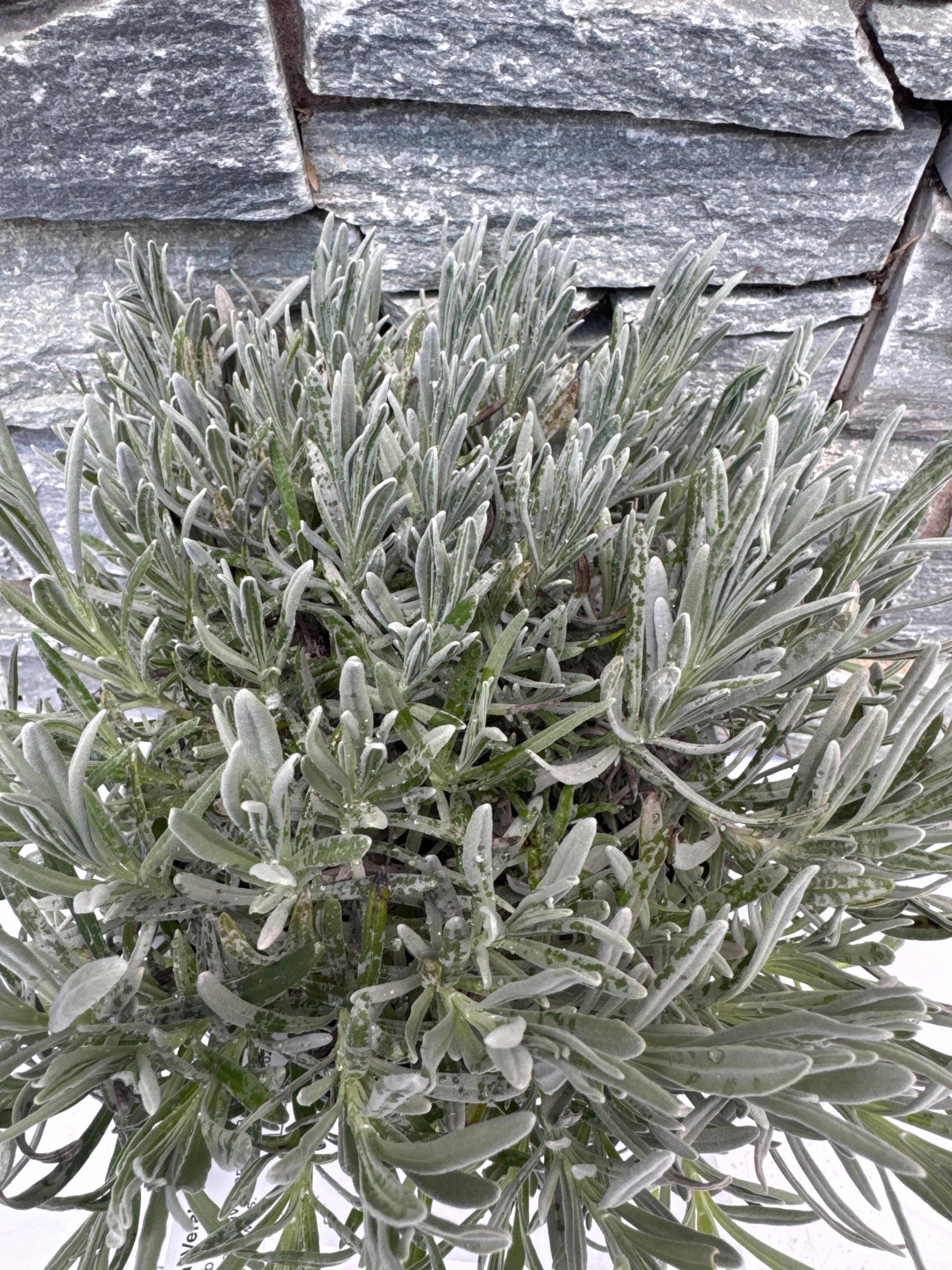 LAVANDULA ang. VERA - Image 4
