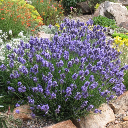 Lavandula angustifolia