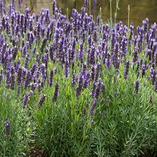 Lavandula Blue Spear 2 Ltr