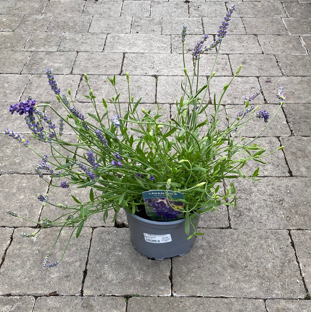 Lavandula Blue Spear 2 Ltr - Image 2