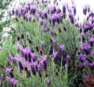 Lavandula Blue Star