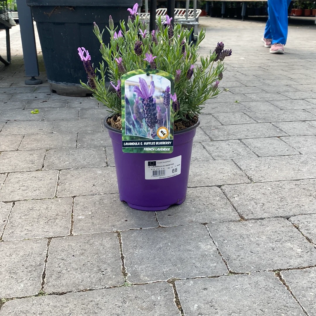 Lavandula Blueberry - Image 2