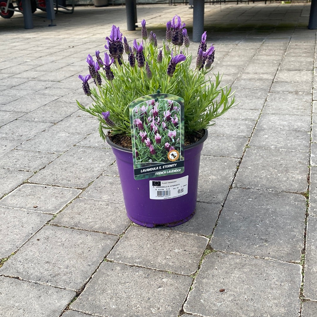 LAVANDULA S. ETERINITY - Image 2