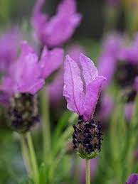 LAVANDULA s. Fairy Wings Purple - Image 2