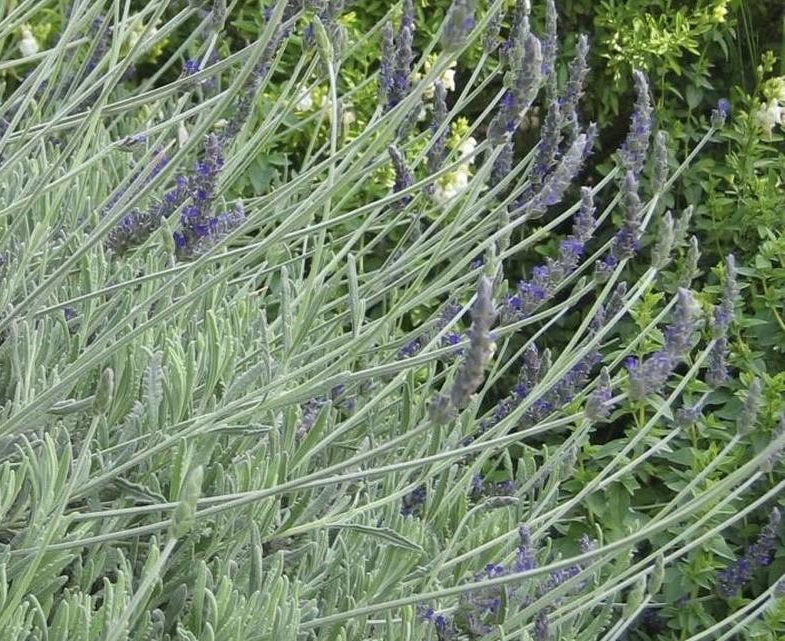 LAVANDULA S. GOODWIN CREEK