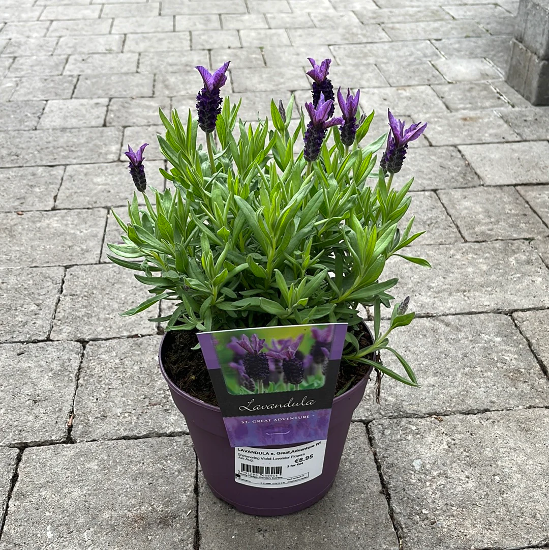 LAVANDULA s. Great Adventure WN - Image 3