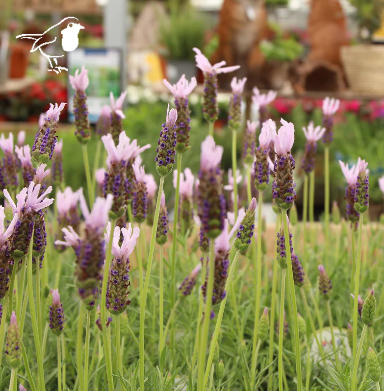 LAVANDULA s. Lusi Pink