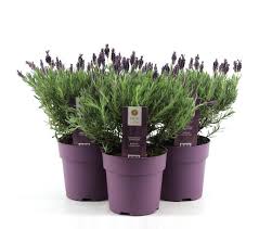 LAVANDULA s. Lusi Purple WN (Lavender) - Image 3