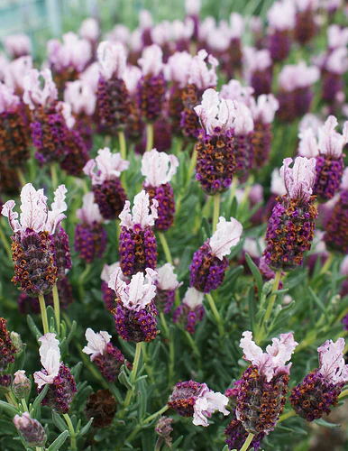LAVANDULA S. MADRID PINK
