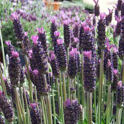 LAVANDULA S. PURPLE EMPEROR