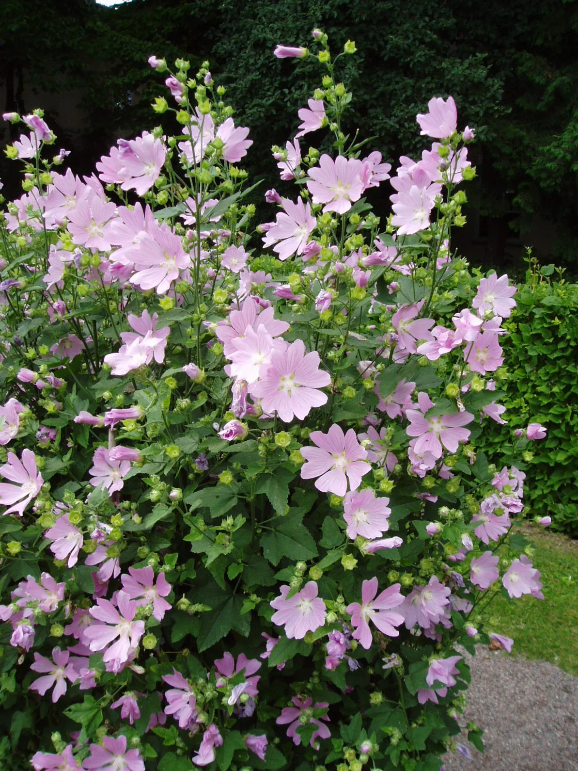 LAVATERA CANDY FLOSS