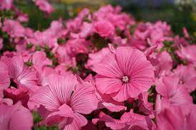 Lavatera Overig (H)