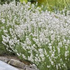 Lavender Ellegance Ice - Image 3