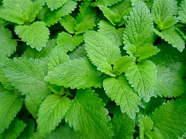 Lemon Balm - Image 2