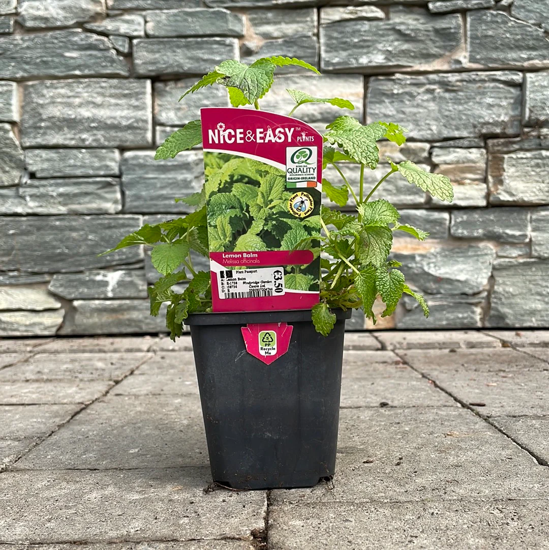 Lemon Balm - Image 3
