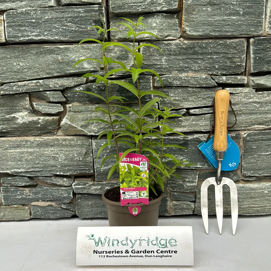 Lemon Verbena