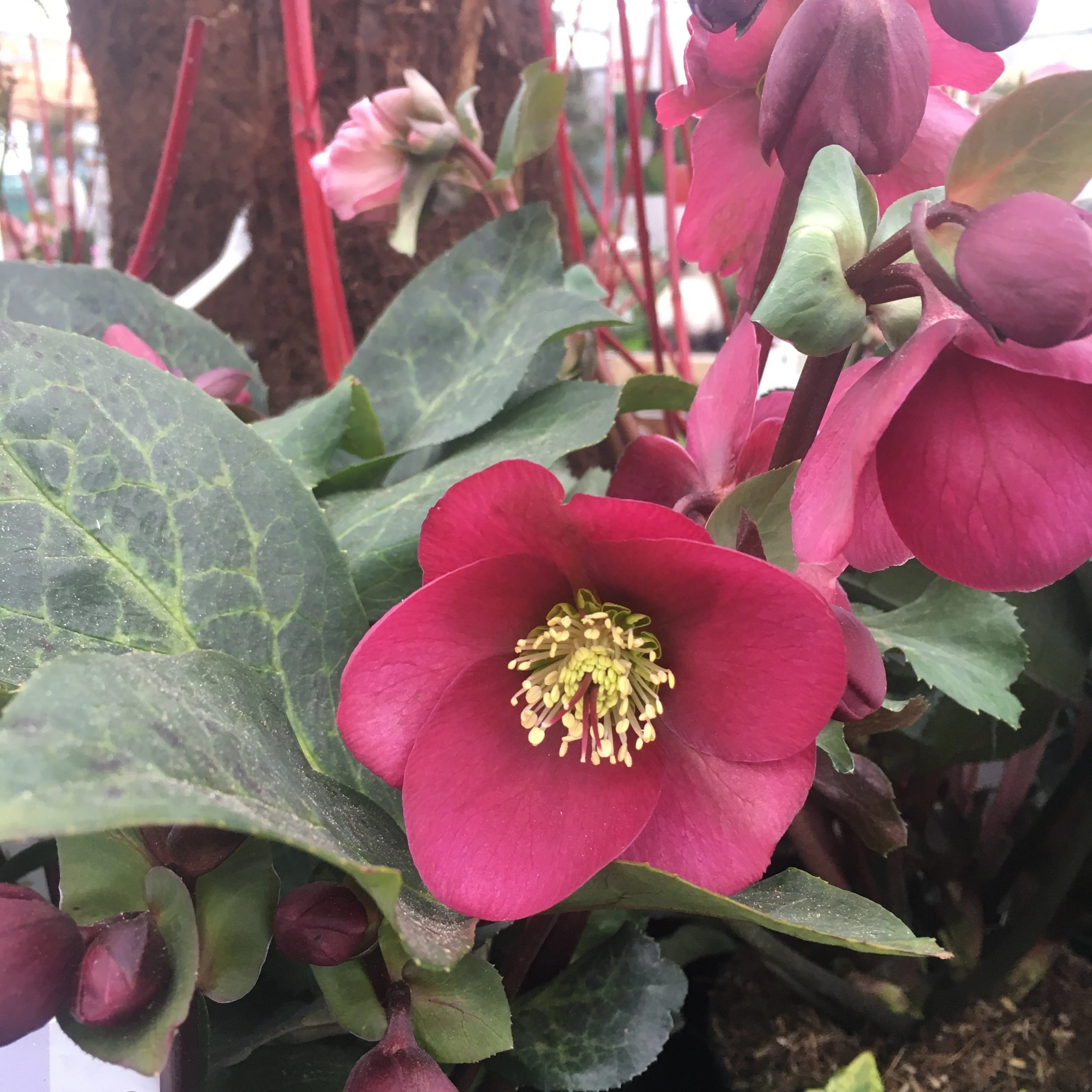 Lenten Rose (Helleborus Annas Red)