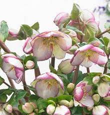 Lenten Rose Helleborus Frostkiss Glendas Gloss (2Ltr Pot) - Image 2