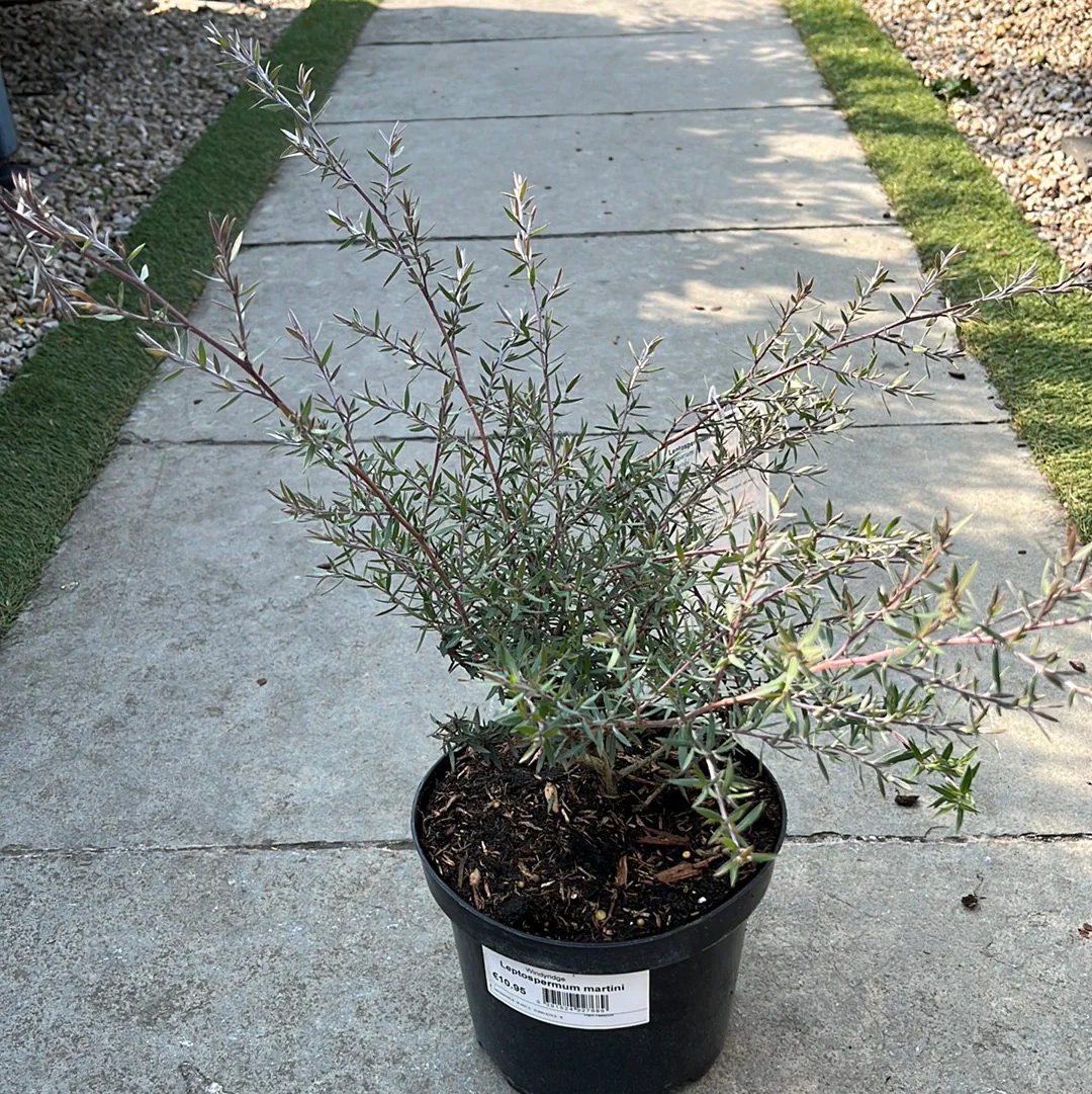 Leptospermum martini - Image 3