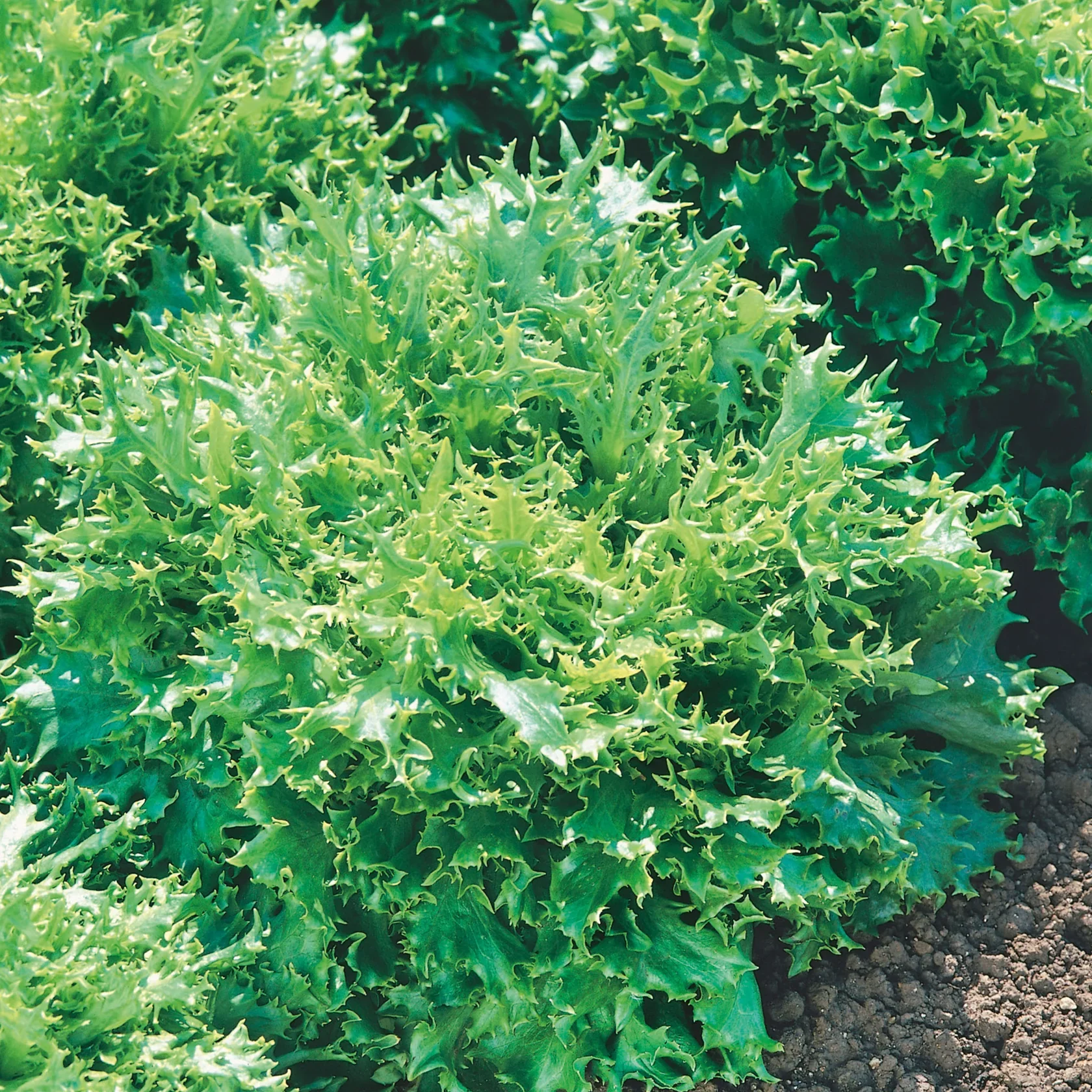 Lettuce Can Can - Image 3
